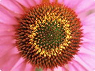 Echinacea Purpurea