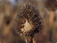 Echinacea Purpurea