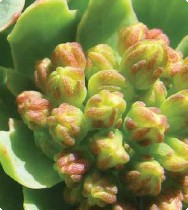 Rhodiola, the Space Hero Rhodiola, the Space Hero