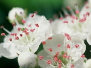 A,Vogel Hawthorn