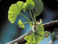 Gingko biloba