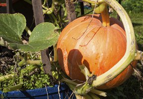 Growing pumpkins in pots