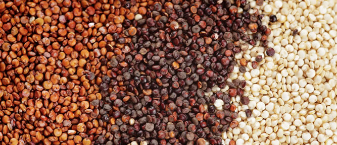 An Introduction to Quinoa