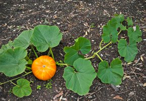 Our top pumpkin growing tips