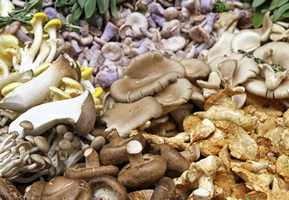 Varieties of Mushrooms