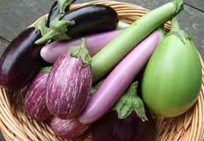 Varieties of eggplant