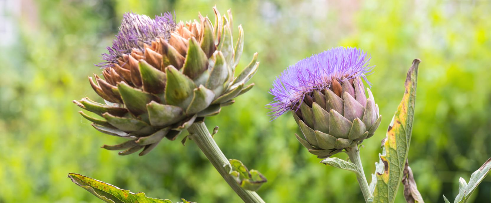 Artichoke nutritional info, health benefits, recipes & more