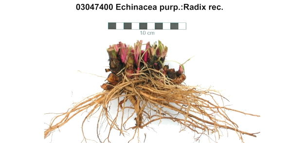 echinacea purpurea radix