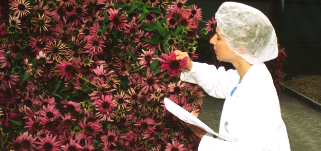 inspection des plantes Echinacea purpurea fraîchement cueillies