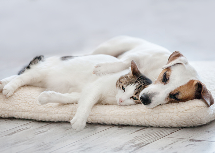 Can you be allergic to cats and not dogs