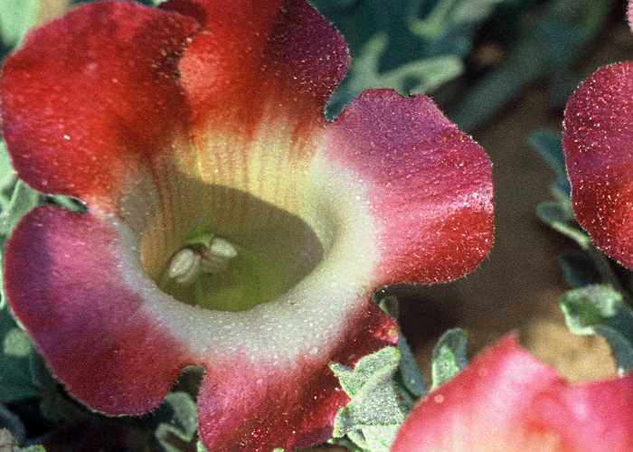 Devil's claw: The medicinal plant from southern Africa against rheumatic complaints