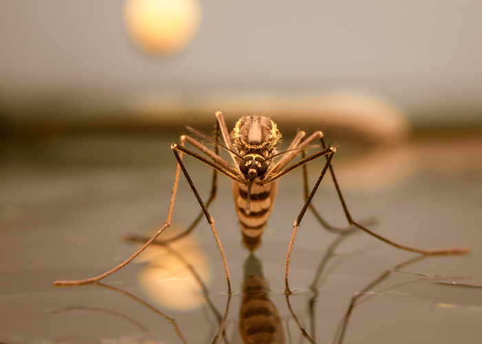 Les 10 meilleurs trucs pour prévenir les piqûres de moustiques
