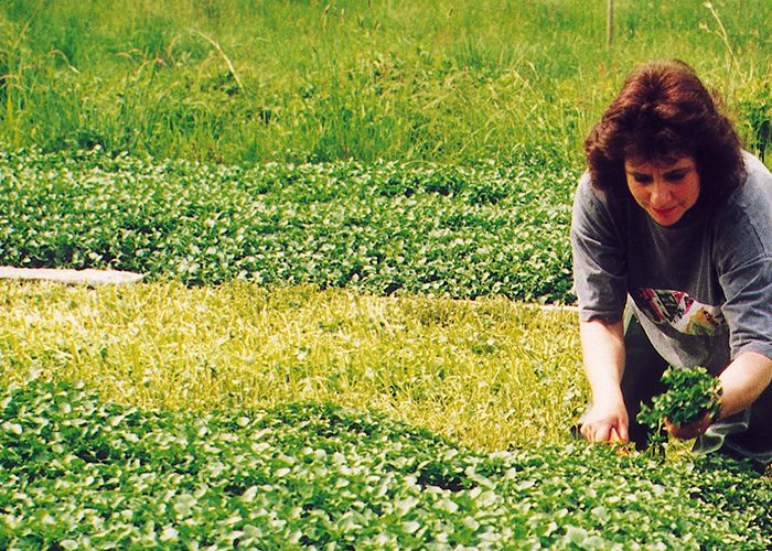 Wild collection versus contract farming